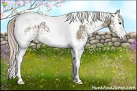 Horse Color:White Spotted Silver Grullo Tobiano 