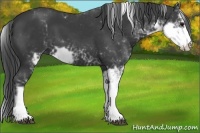 Horse Color:Smoky Black Sabino