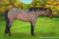 Horse Color:Bay Roan 