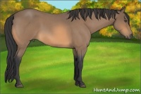Horse Color:Buckskin Roan 