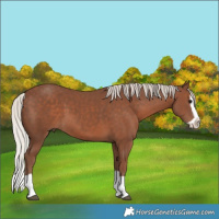 Horse Color:Silver Black Splash