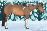 Horse Color:Buckskin Tobiano