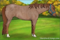 Horse Color:Red Roan 