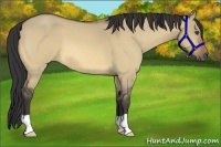 Horse Color:Buckskin Roan Dun 
