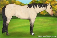 Horse Color:Bay Roan Dun 