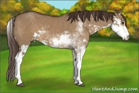 Horse Color:Liver Red Dun Sabino