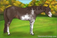 Horse Color:Liver Chestnut Sabino