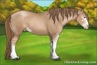 Horse Color:Liver Chestnut Pearl Sabino 