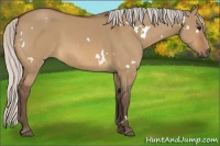 Horse Color:White Spotted Silver Bay Dun Rabicano 