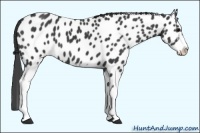 Horse Color:Black Sabino Appaloosa
