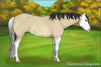 Horse Color:Buckskin Roan Dun Splash