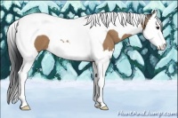Horse Color:Bay Dun Splash Tobiano 