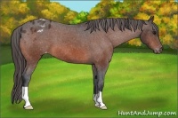 Horse Color:Bay Appaloosa