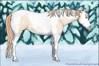 Horse Color:Buckskin Pearl Sabino Splash Tobiano Rabicano