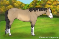 Horse Color:Buckskin Roan Dun Splash