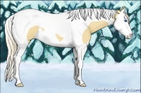 Horse Color:Palomino Dun Splash Tobiano