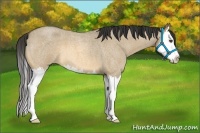 Horse Color:Buckskin Roan Dun Splash