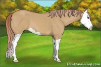 Horse Color:Red Dun Splash