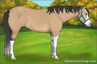 Horse Color:Buckskin Splash 
