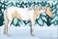 Horse Color:Silver Bay Pearl Dun Tobiano 