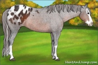 Horse Color:Brown Sabino Splash Appaloosa Rabicano