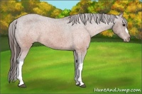 Horse Color:Brown Appaloosa Rabicano