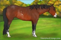 Horse Color:Bay Sabino Frame Rabicano