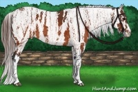 Horse Color:Brown Appaloosa  Brindle