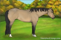Horse Color:Buckskin Roan Dun