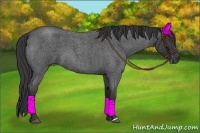 Horse Color:Blue Roan 