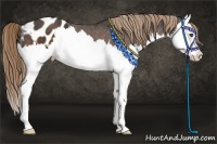 Horse Color:Liver Chestnut Splash Appaloosa 