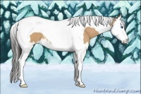 Horse Color:Buckskin Splash Tobiano 