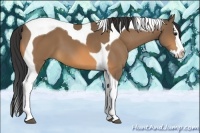 Horse Color:Buckskin Splash Tobiano 