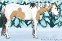 Horse Color:Buckskin Splash Tobiano 