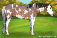 Horse Color:White Spotted Bay Roan Splash