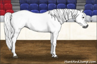 Horse Color:Gray Bay