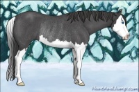 Horse Color:Smoky Blue Roan Splash Rabicano 