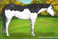 Horse Color:Black Splash