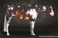 Horse Color:White Spotted Brown Splash 