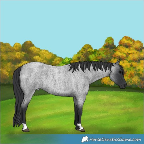 Horse Color:Blue Roan