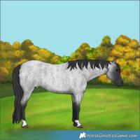 Horse Color:Blue Roan