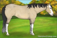Horse Color:Buckskin Roan Dun Splash