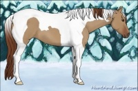 Horse Color:Red Dun Roan Tobiano 