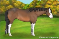 Horse Color:Buckskin Splash 