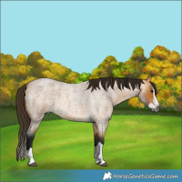 Horse Color:Gray Buckskin Roan Splash