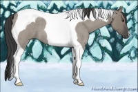 Horse Color:Smoky Grullo Roan Tobiano