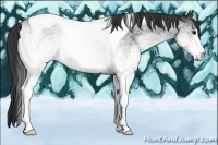 Horse Color:White Spotted Blue Roan Tobiano