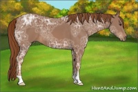 Horse Color:Chestnut Ice 