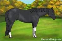 Horse Color:Black 