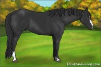 Horse Color:Liver Chestnut Sabino Frame 